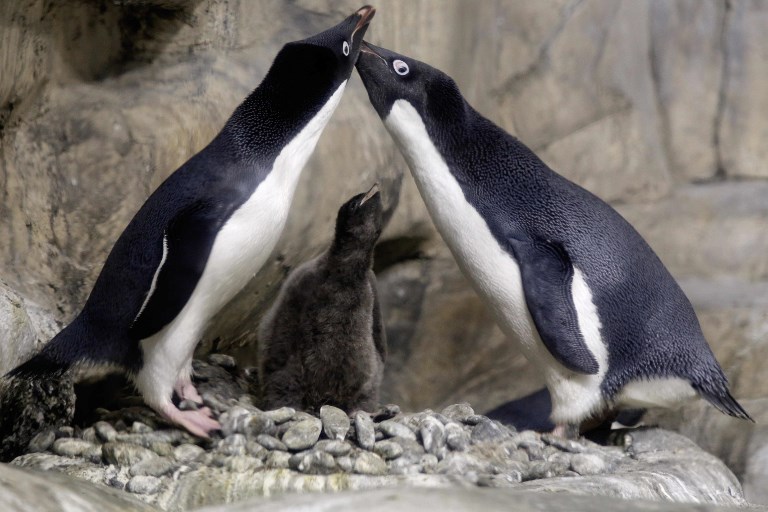 1.5 million penguins discovered on remote Antarctic islands