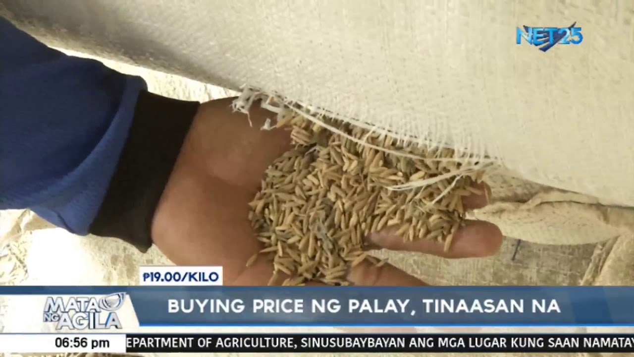NFA raises to P19 per kilo its buying price for palay