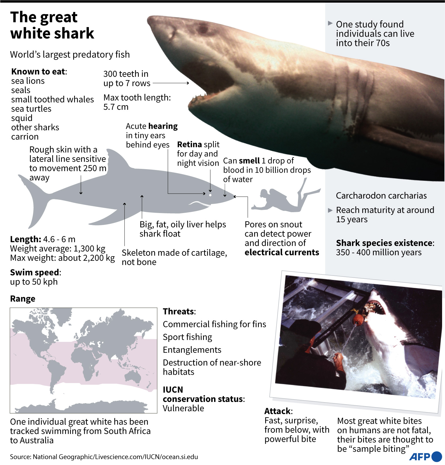 China vlogger who ate great white shark under investigation