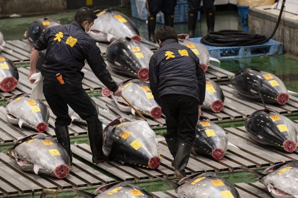 Japan tuna price soars past 270,000 at New Year auction