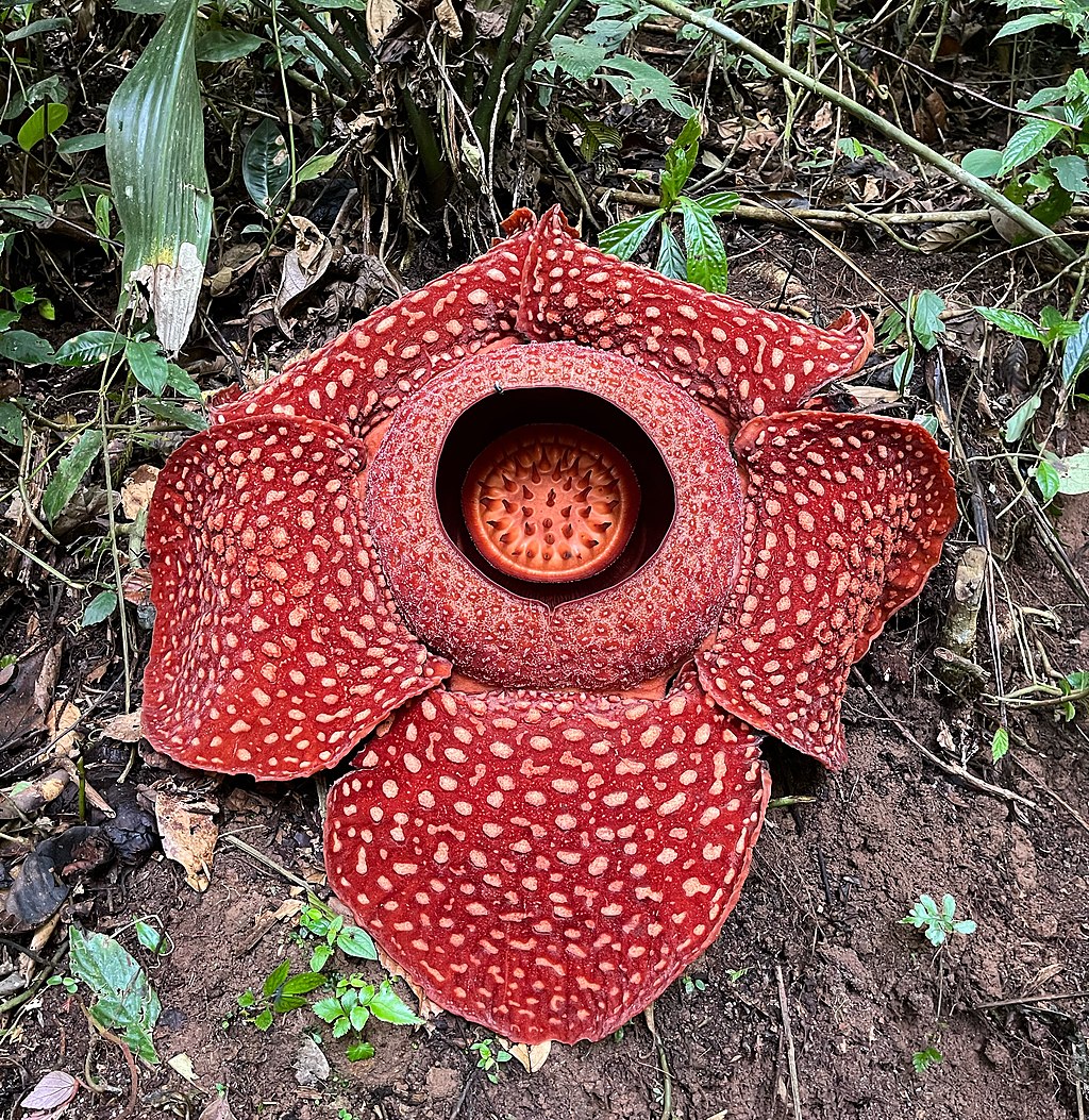Most species of 'world's largest flower' risk extinction study